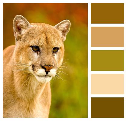 Mountain Lion Wildlife Puma Image